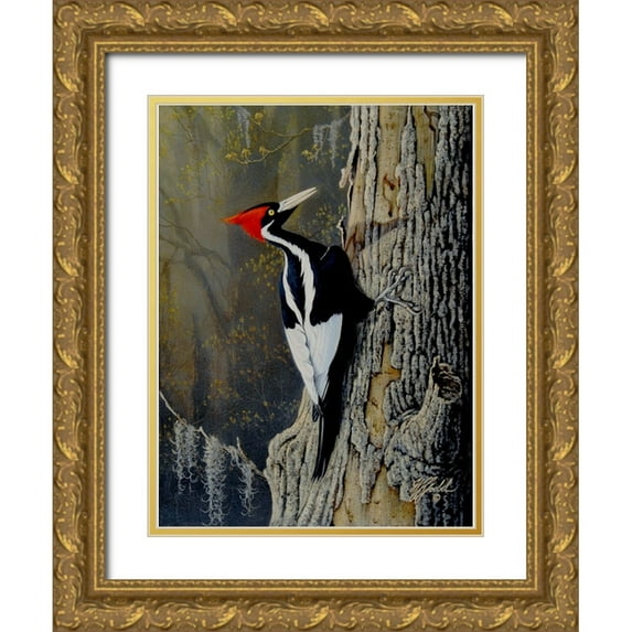 Goebel, Wilhelm 14x18 Gold Ornate Wood Framed with Double Matting Museum Art Print Titled - Ivory Bill