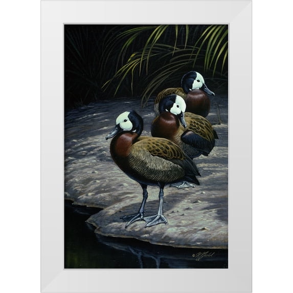 Goebel, Wilhelm 17x24 White Modern Wood Framed Museum Art Print Titled - White Faced Whistleing Ducks
