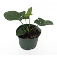 thumbnail image 1 of Goeldii Philodendron - 6" Pot - Trending/Collector's Series, 1 of 1