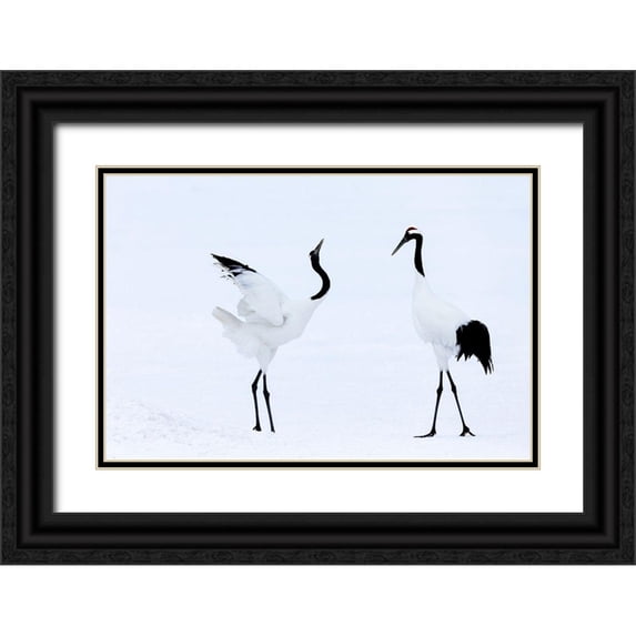 Goff, Ellen 14x11 Black Ornate Wood Framed with Double Matting Museum Art Print Titled - Japan-Hokkaido-Kushiro Two red-crowned cranes begin a courtship dance