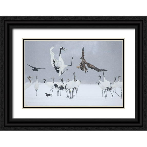 Goff, Ellen 14x11 Black Ornate Wood Framed with Double Matting Museum Art Print Titled - Japan-Hokkaido-Kushiro white-tailed eagle attempts to land among a group