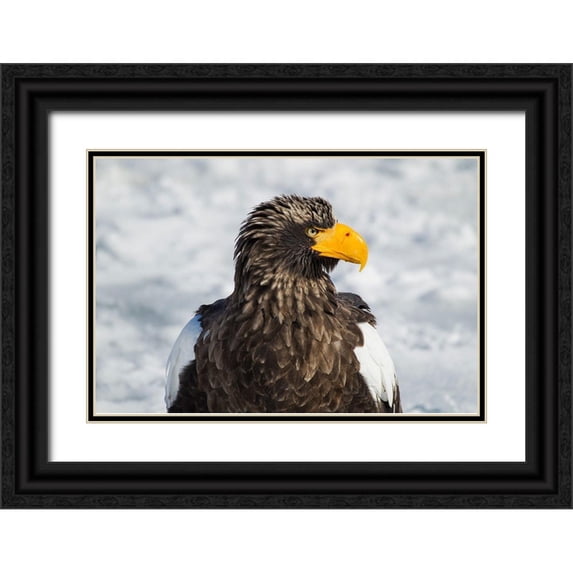 Goff, Ellen 14x11 Black Ornate Wood Framed with Double Matting Museum Art Print Titled - Japan-Hokkaido-Rausu-Stellers sea eagle Headshot of a Stellers sea eagle