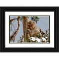 thumbnail image 1 of Goff, Ellen 14x11 Black Ornate Wood Framed with Double Matting Museum Art Print Titled - Japan-Nagano An adult Japanese snow monkey sits in a cedar tree, 1 of 4