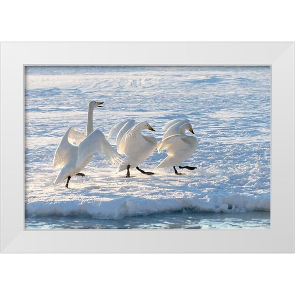 Goff, Ellen 14x11 White Modern Wood Framed Museum Art Print Titled - Japan-Hokkaido A group of three whooper swans parade along the edge of the ice