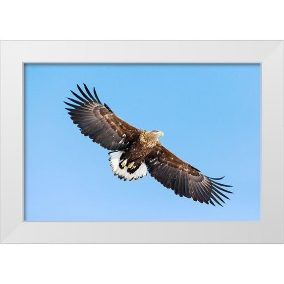 Goff, Ellen 14x11 White Modern Wood Framed Museum Art Print Titled - Japan-Hokkaido-Kushiro Portrait of a white-tailed eagle in flight