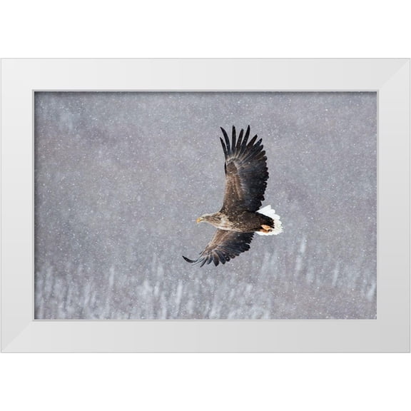 Goff, Ellen 14x11 White Modern Wood Framed Museum Art Print Titled - Japan-Hokkaido-Kushiro Portrait of a white-tailed eagle in flight during a snow squall