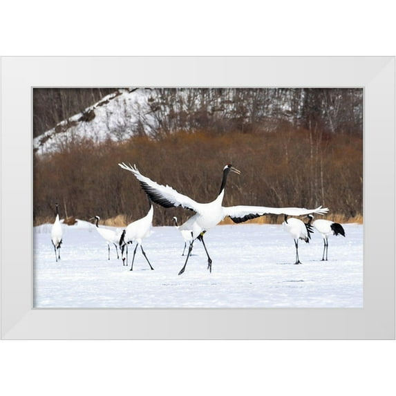 Goff, Ellen 14x11 White Modern Wood Framed Museum Art Print Titled - Japan-Hokkaido-Kushiro-Tsuri- A red-crowned crane dances while the rest of the group looks on