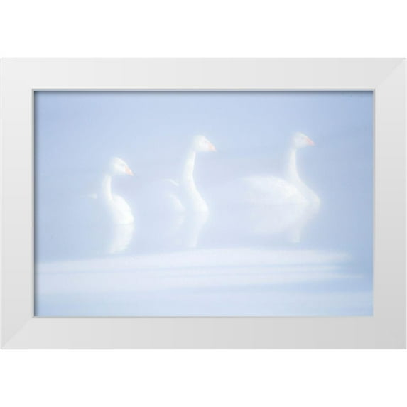 Goff, Ellen 14x11 White Modern Wood Framed Museum Art Print Titled - Japan-Hokkaido Three whooper swans float in the mist