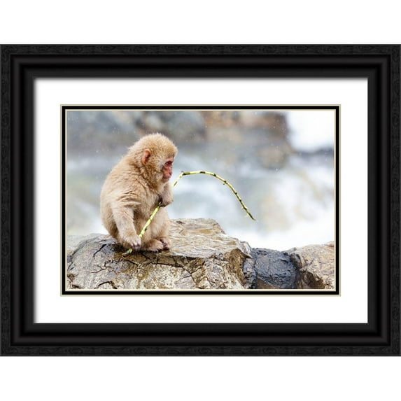 Goff, Ellen 18x13 Black Ornate Wood Framed with Double Matting Museum Art Print Titled - Japan-Nagano A baby snow monkey