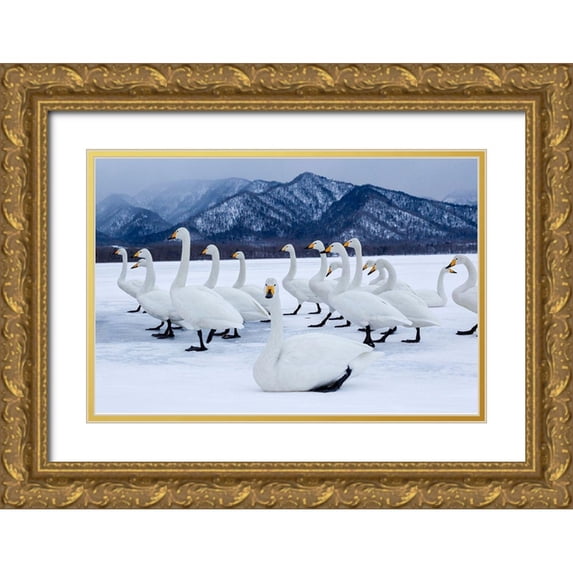 Goff, Ellen 18x13 Gold Ornate Wood Framed with Double Matting Museum Art Print Titled - Japan-Hokkaido A group of whooper swans stand on the ice