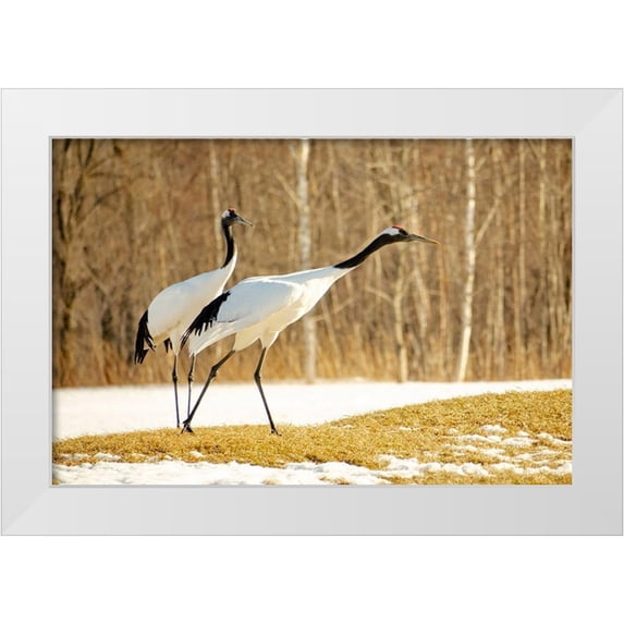 Goff, Ellen 18x13 White Modern Wood Framed Museum Art Print Titled - Japan-Hokkaido-Kushiro An adult red-crowned crane prepares to take flight