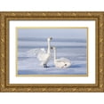 thumbnail image 1 of Goff, Ellen 24x17 Gold Ornate Wood Framed with Double Matting Museum Art Print Titled - Japan-Hokkaido A pair of whooper swans celebrate loudly with each other after landing on the ice, 1 of 4