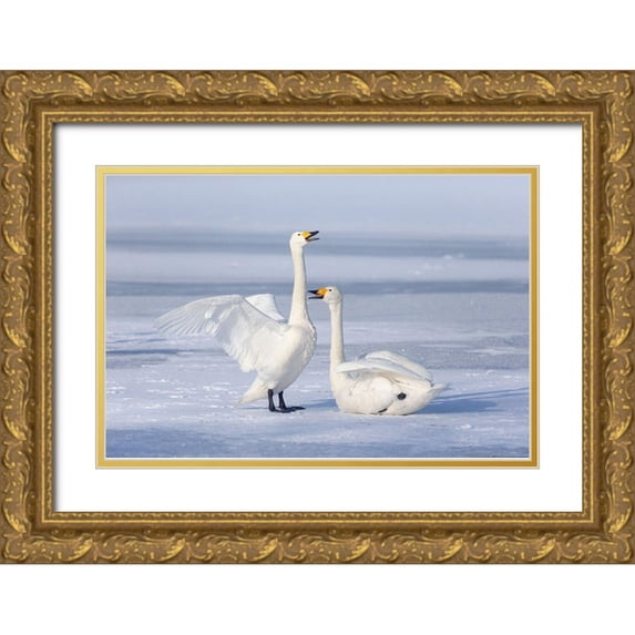 Goff, Ellen 24x17 Gold Ornate Wood Framed with Double Matting Museum Art Print Titled - Japan-Hokkaido A pair of whooper swans celebrate loudly with each other after landing on the ice