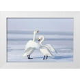 thumbnail image 1 of Goff, Ellen 24x17 White Modern Wood Framed Museum Art Print Titled - Japan-Hokkaido A pair of whooper swans celebrate loudly with each other after landing on the ice, 1 of 4