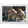 thumbnail image 1 of Goff, Ellen 24x17 White Modern Wood Framed Museum Art Print Titled - Japan-Nagano Three baby snow monkeys hold on to each other for comfort, 1 of 4