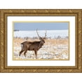 thumbnail image 1 of Goff, Ellen 32x23 Gold Ornate Wood Framed with Double Matting Museum Art Print Titled - Japan-Hokkaido-Shiretoko Peninsula A sika stag poses in a snowy field, 1 of 4