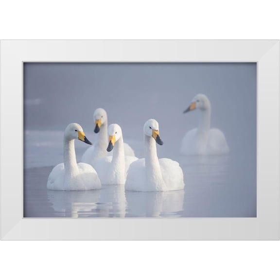 Goff, Ellen 32x23 White Modern Wood Framed Museum Art Print Titled - Japan-Hokkaido A group of whooper swans float on the misty water