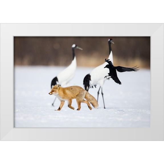 Goff, Ellen 32x23 White Modern Wood Framed Museum Art Print Titled - Japan-Hokkaido-Kushiro A carrion crow chases away a red fox