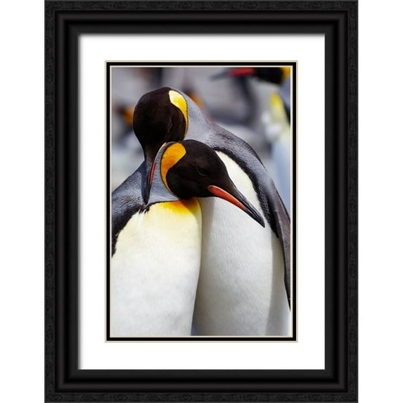 Goff, Ellen B. 11x14 Black Ornate Wood Framed with Double Matting Museum Art Print Titled - Southern Ocean-South Georgia-Portrait of two adults exhibiting courting behavior
