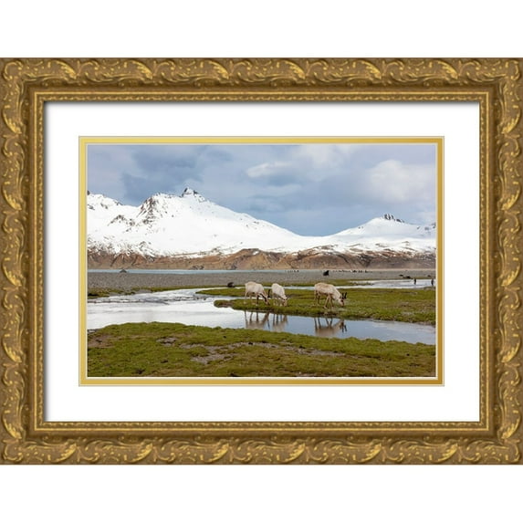 Goff, Ellen B. 14x11 Gold Ornate Wood Framed with Double Matting Museum Art Print Titled - Southern Ocean-South Georgia-Fortuna Bay-reindeer-Rangifer tarandus-Reindeer