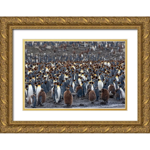 Goff, Ellen B. 14x11 Gold Ornate Wood Framed with Double Matting Museum Art Print Titled - Southern Ocean-South Georgia-St-Andrews Bay-The rookery is crowded with adults and a few chicks