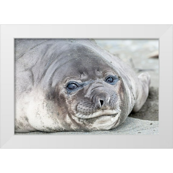 Goff, Ellen B. 14x11 White Modern Wood Framed Museum Art Print Titled - Southern Ocean-South Georgia-Headshot of an elephant seal weaner