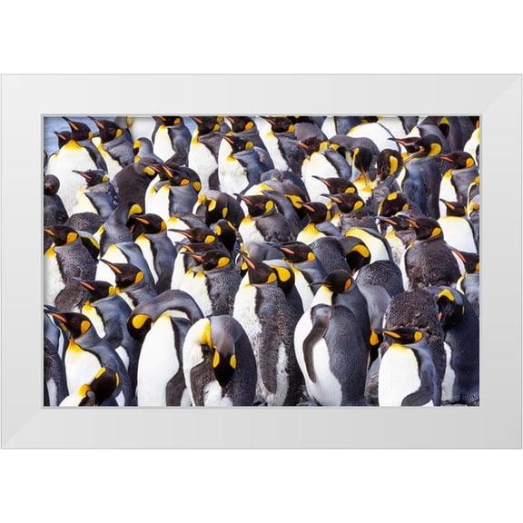 Goff, Ellen B. 14x11 White Modern Wood Framed Museum Art Print Titled - Southern Ocean-South Georgia-View of a group of molting adults