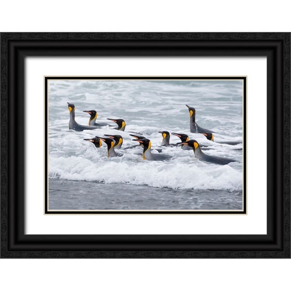 Goff, Ellen B. 18x13 Black Ornate Wood Framed with Double Matting Museum Art Print Titled - Southern Ocean-South Georgia-A group of king penguins bathe in the surf