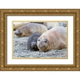 thumbnail image 1 of Goff, Ellen B. 18x13 Gold Ornate Wood Framed with Double Matting Museum Art Print Titled - Southern Ocean-South Georgia-A female elephant seal and her pup lie together on the beach, 1 of 4