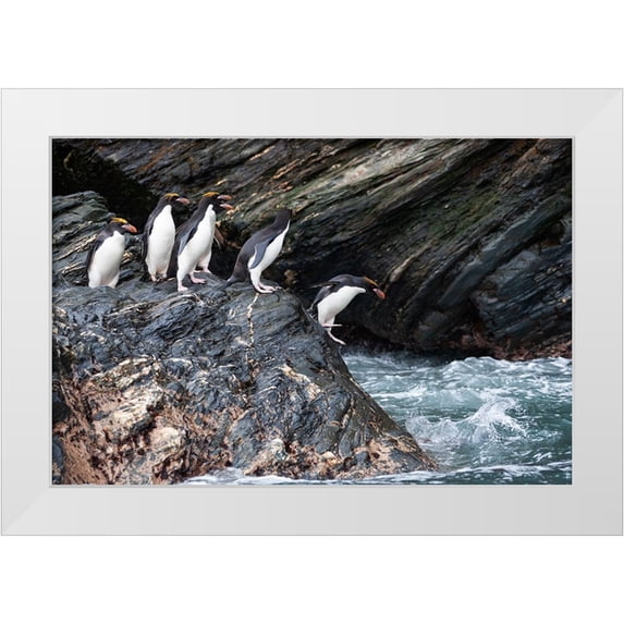 Goff, Ellen B. 18x13 White Modern Wood Framed Museum Art Print Titled - Southern Ocean-South Georgia-Cooper Bay-Macaroni penguins
