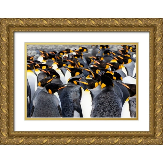 Goff, Ellen B. 32x23 Gold Ornate Wood Framed with Double Matting Museum Art Print Titled - Southern Ocean-South Georgia-Picture of a group of king penguins