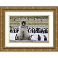 thumbnail image 1 of Goff, Ellen B. 32x23 Gold Ornate Wood Framed with Double Matting Museum Art Print Titled - Southern Ocean-South Georgia-southern elephant seal-An elephant seal bull bellows, 1 of 4