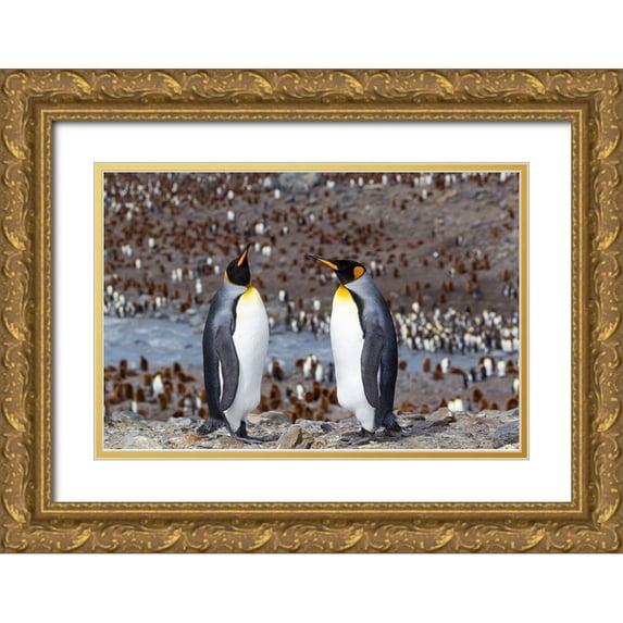 Goff, Ellen B. 32x23 Gold Ornate Wood Framed with Double Matting Museum Art Print Titled - Southern Ocean-South Georgia-adult penguins