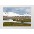 thumbnail image 1 of Goff, Ellen B. 32x23 White Modern Wood Framed Museum Art Print Titled - Southern Ocean-South Georgia-Fortuna Bay-reindeer-Rangifer tarandus-Reindeer, 1 of 4