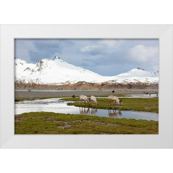 Goff, Ellen B. 32x23 White Modern Wood Framed Museum Art Print Titled - Southern Ocean-South Georgia-Fortuna Bay-reindeer-Rangifer tarandus-Reindeer