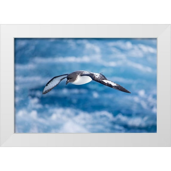 Goff, Ellen B. 32x23 White Modern Wood Framed Museum Art Print Titled - Southern Ocean-South Georgia-cape petrel or pintado-Daption capense