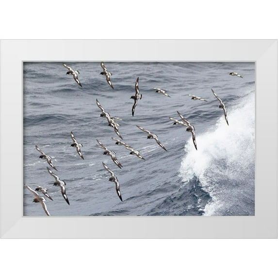 Goff, Ellen B. 32x23 White Modern Wood Framed Museum Art Print Titled - Southern Ocean-South Georgia-cape petrel or pintado-Daption capense-South Georgia