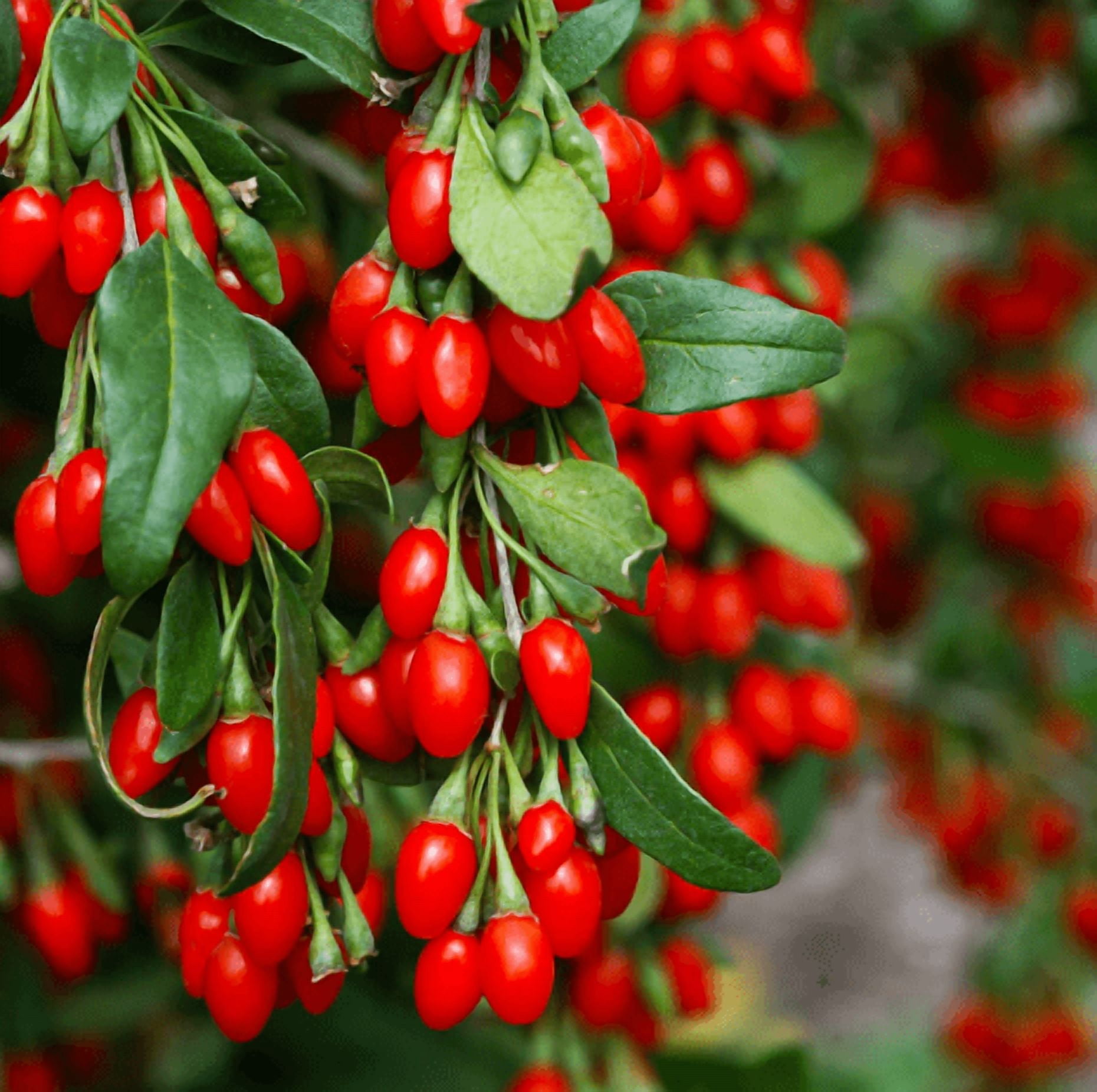 Goji Berries Tree Live for Planting, Red Goji Berry Plant, Goji Berry ...