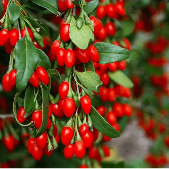 Goji Berries Tree Live for Planting, Red Goji Berry Plant, Goji Berry Fruit Tree Plant Live for Garden in 4" Pot