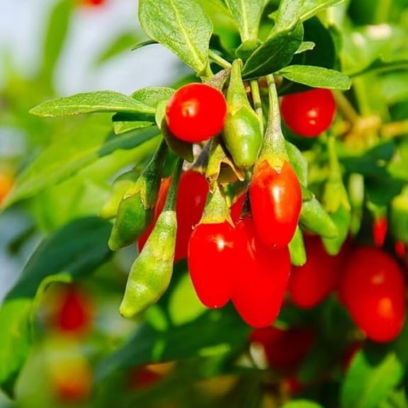 Goji Berries Tree Live for Planting, Red Goji Berry Plant, Goji Berry Fruit Tree Plant Live for Garden in Half Gal Pot