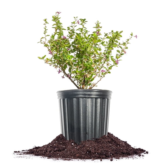 Goji Berry 1Gal. Growers Pot, Abundant Antioxidant Rich Fruit