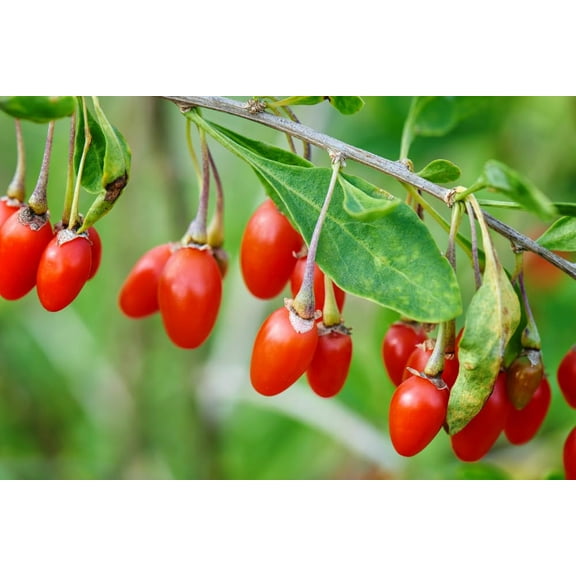 Goji Berry Bush Seedling for Planting (1 Seedling)