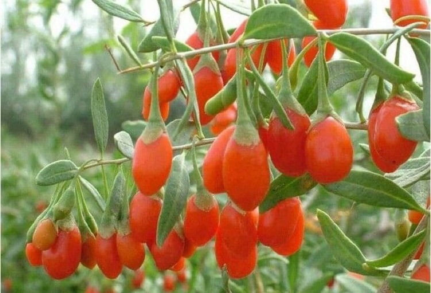 Goji Berry ( Lycium ) - Live Plant - ( 1 QT ) Also Known as Wolfberry ...