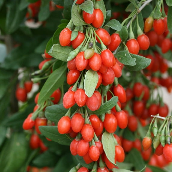 Goji Berry - Lycium barbarum - Wolfberry - Super Fruit - 4" Pot