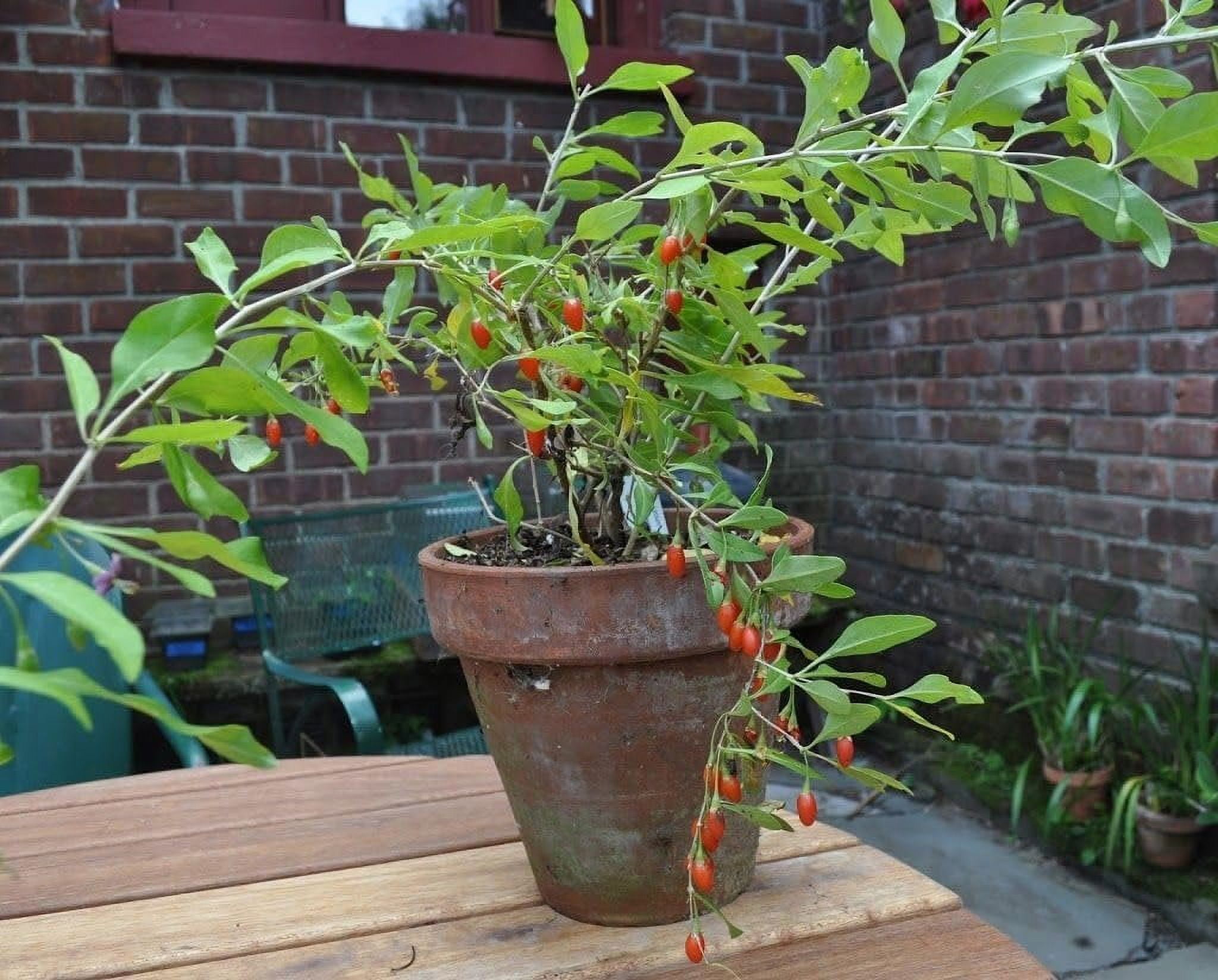 Goji Berry Plant - 2 Live Starter Plants in 2 Inch Growers Pots ...