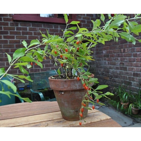 Goji Berry Plant - Live Starter Plant in a 2 Inch Growers Pot - Lycium Barbarum - Fruit Plants for Your Patio or Edible Garden