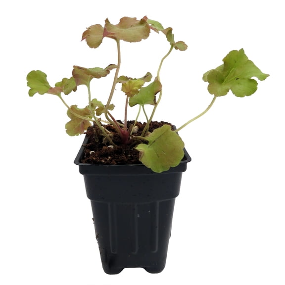 Gojiberry Coral Bells - Heuchera - Perennial - 2.5" Pot