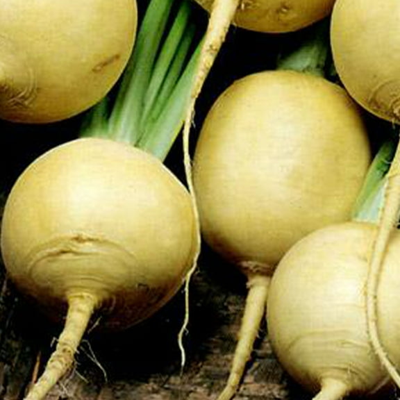 Gold Ball Turnip Seeds - 2 g ~650 Seeds - Heirloom, Open Pollinated, Non-GMO, Heirloom, Farm & Vegetable Gardening & Micro Greens Seeds