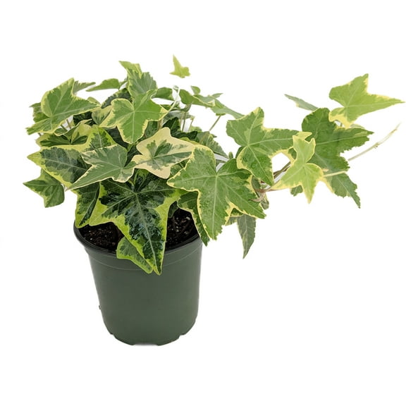 Gold Child English Ivy - Hardy Groundcover/House Plant - Sun or Shade - 4" Pot