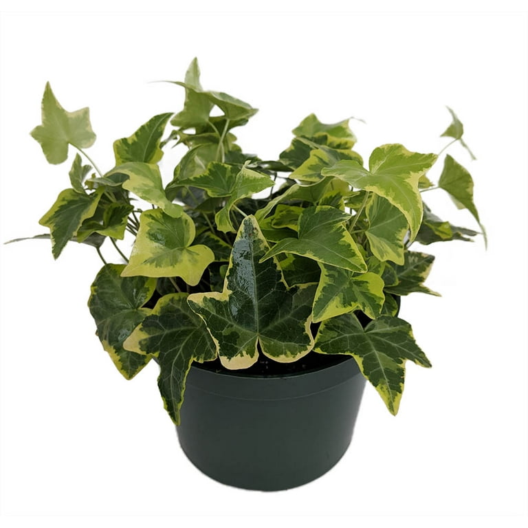 Gold Child English Ivy - Hardy Groundcover/House Plant - Sun or Shade - 4 Gold Child English Ivy - Hardy Groundcover/House Plant - Sun or Shade - 4
